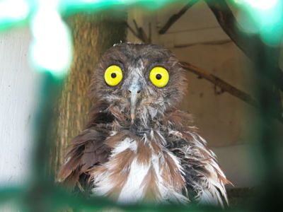 Gyotoku Bird Observatory hospital patient