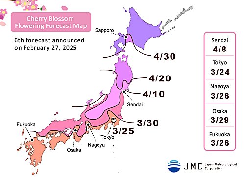 2025_cherry_blossom_front