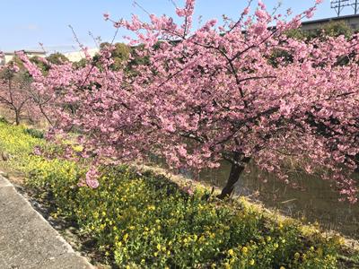 Kawazu-zakura cherry blossoms in Tokyo