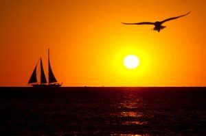 sailboat & gull at sunset