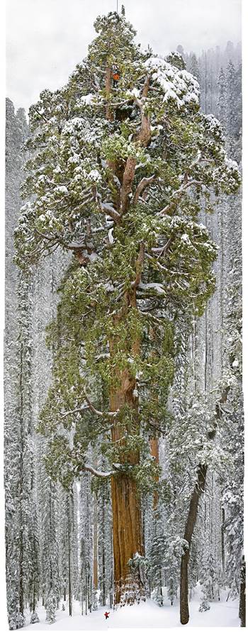 Sequoia's The President Tree