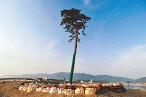 Takata Matsubara forest pine tree