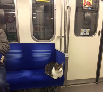 Tokyo's train riding cat