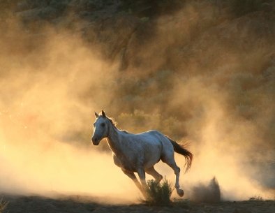 white horse