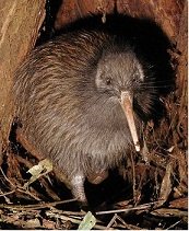 Kiwi bird